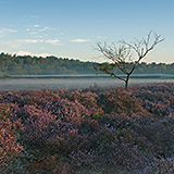 Flowering heathland